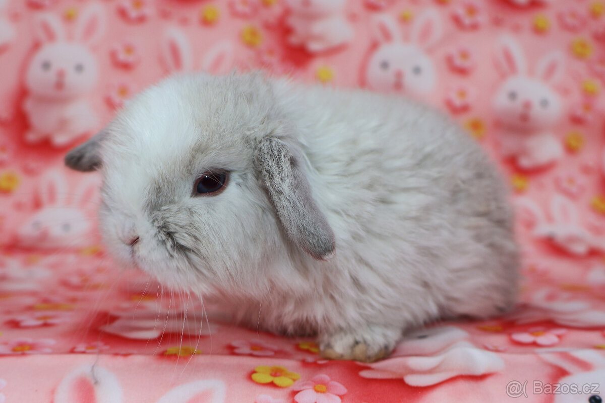 zakrslí beránci - 12