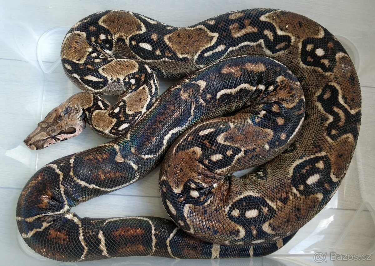 Boa imperator - DH Leopard VPI T+ Albino - 12