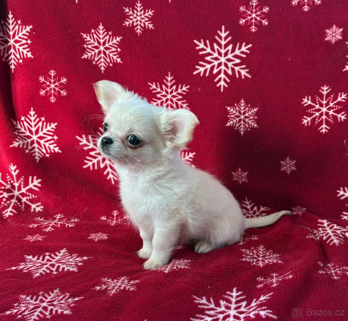 Čivava dlouhosrstá s PP- pejsci a fenky - 12