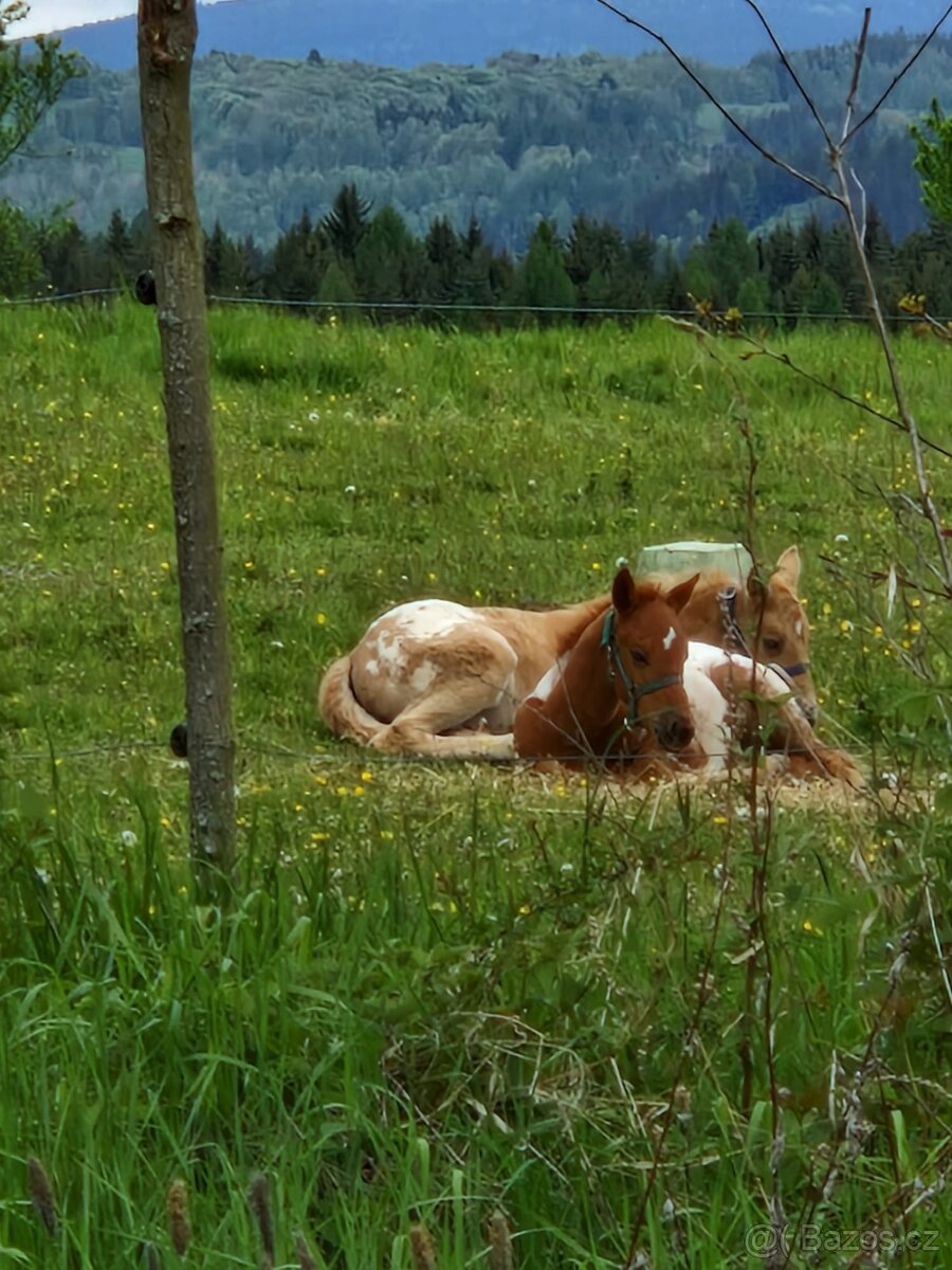 Appaloosa/Quarter horse - 12