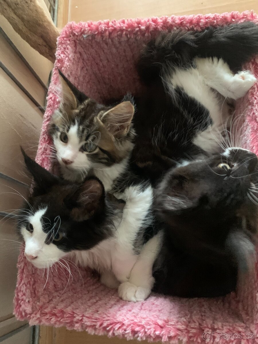 mainská mývalí kočka s PP - dva kocourci již brzo k odběru - 12