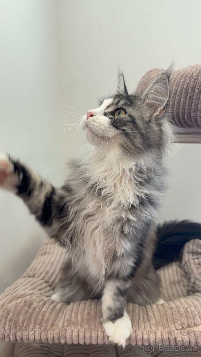 Kočka mainská mývalí s PP - 12