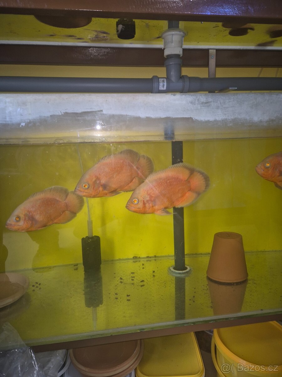 Prodej akvarijních ryb - 12