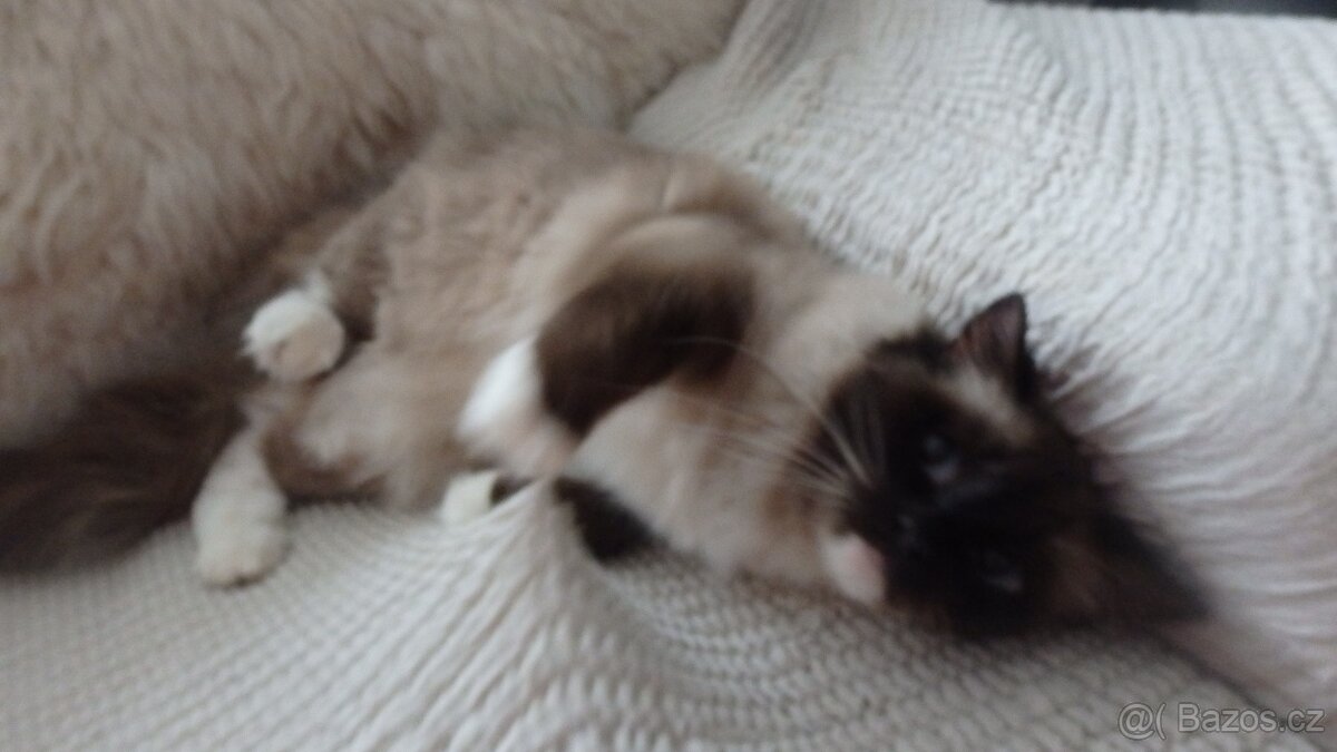 ragdoll,radgoll,dospelé mačky - 12