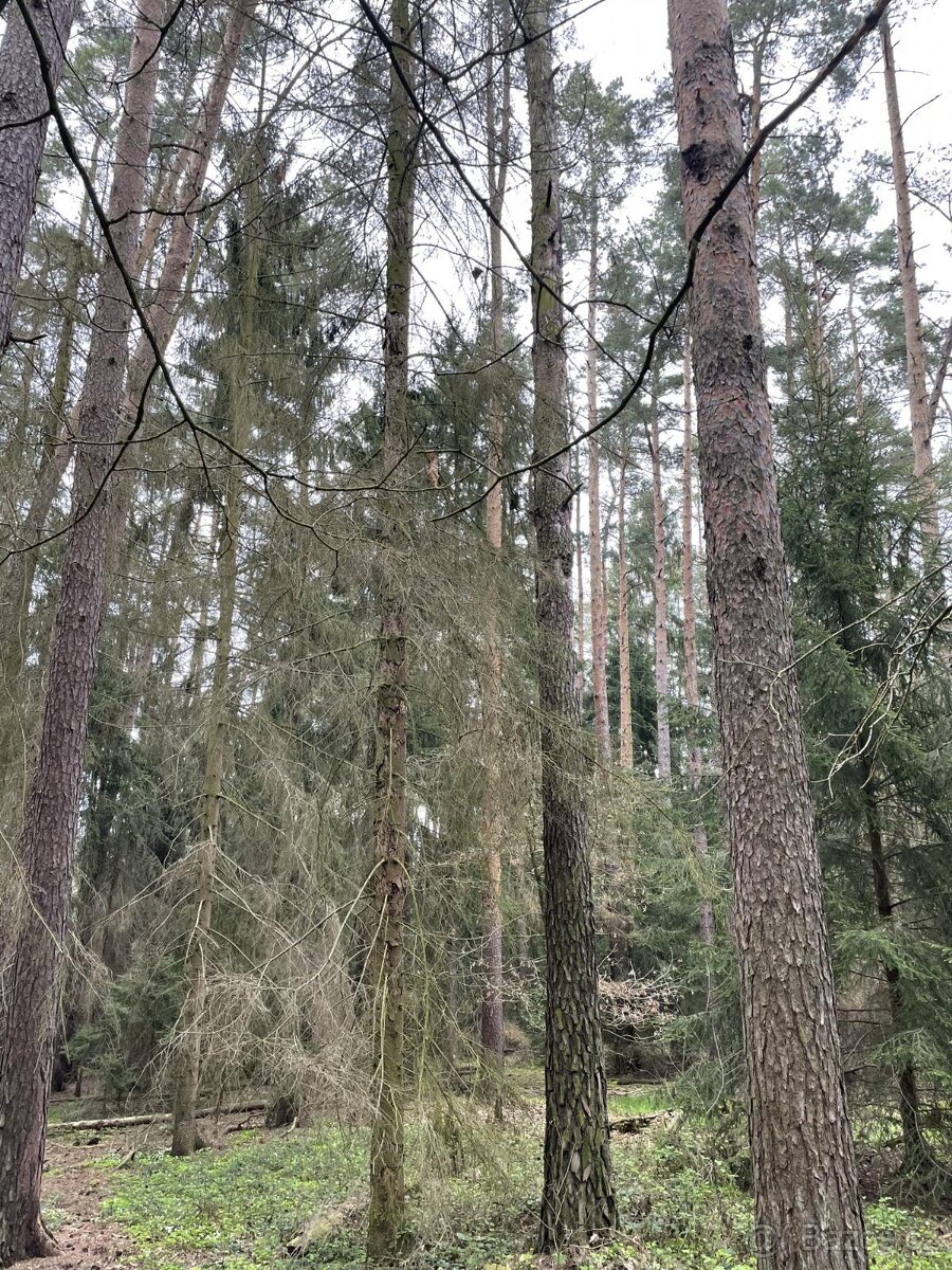 Prodám lesní pozemky v k.ú. Hradiště u Domažlic - 12