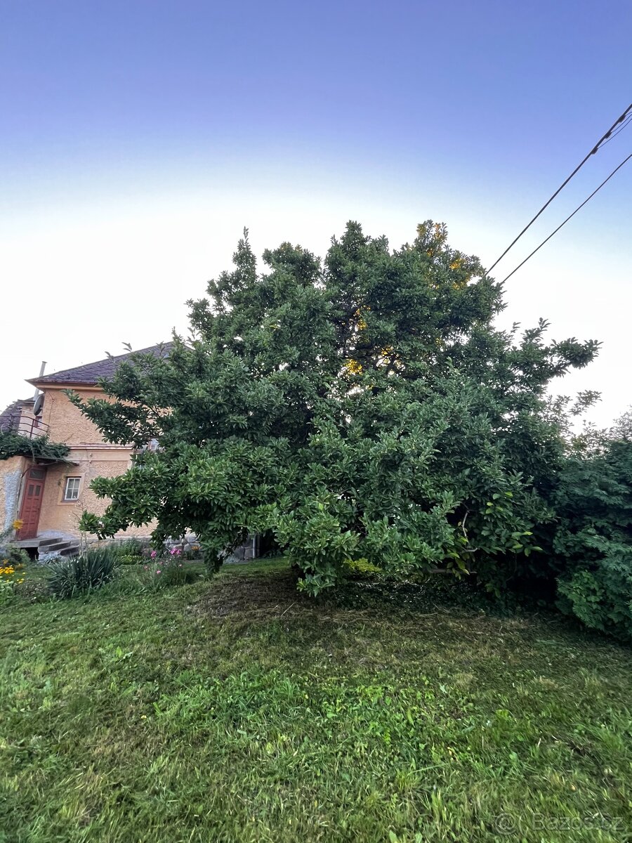 Prodej prvorepublikové vily ve Zlatých Horách - 12