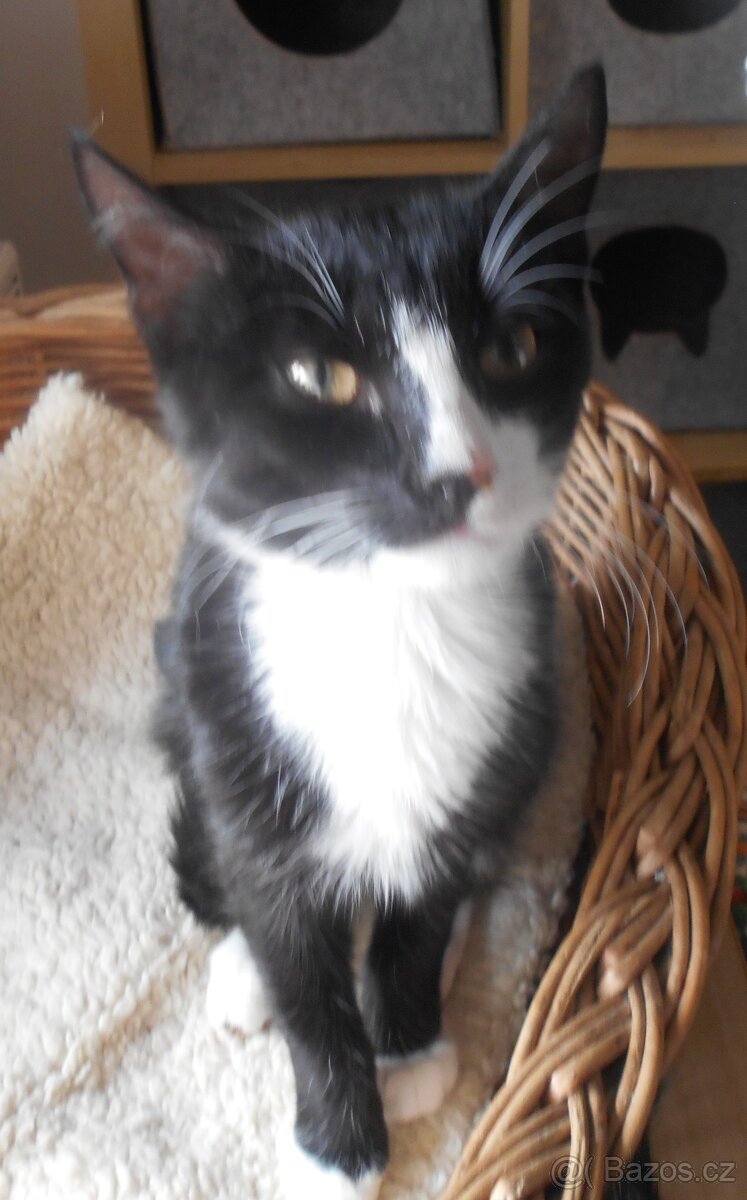 Mazlivý, klidnější 5,5měsíční černobílý kocourek Body - 12
