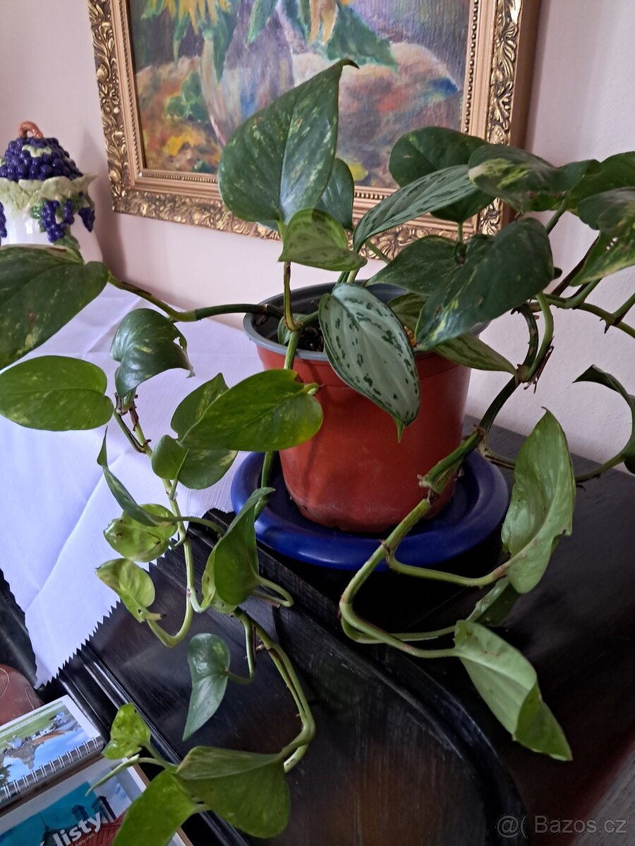 Tlustice symbol bohatství - 12