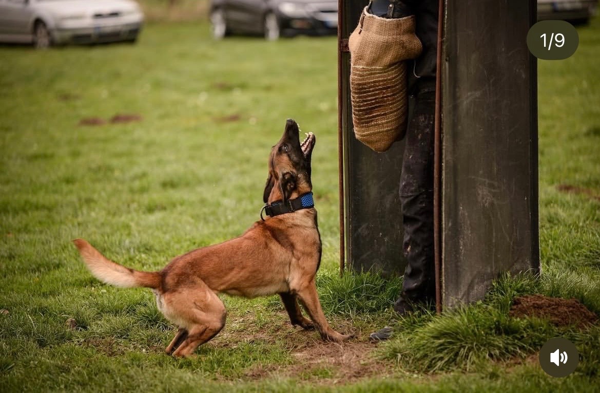 Belgický ovčák malinois - 12