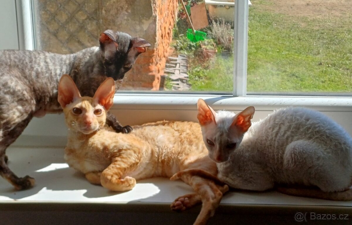 Koťata Cornish Rex s PP - 12