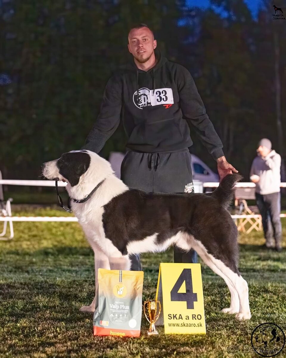 Středoasijský pastevecký pes - 12