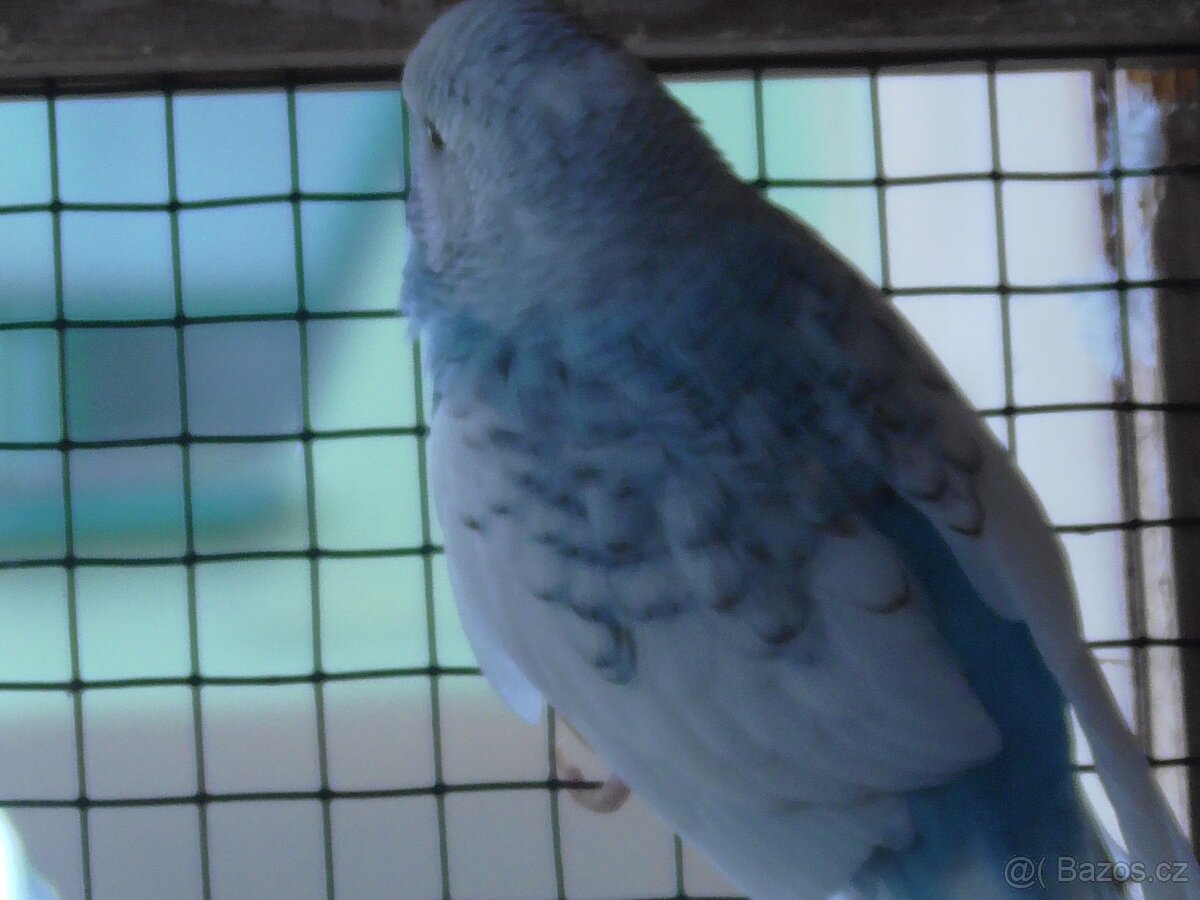 Prodám andulky různých barev - 12