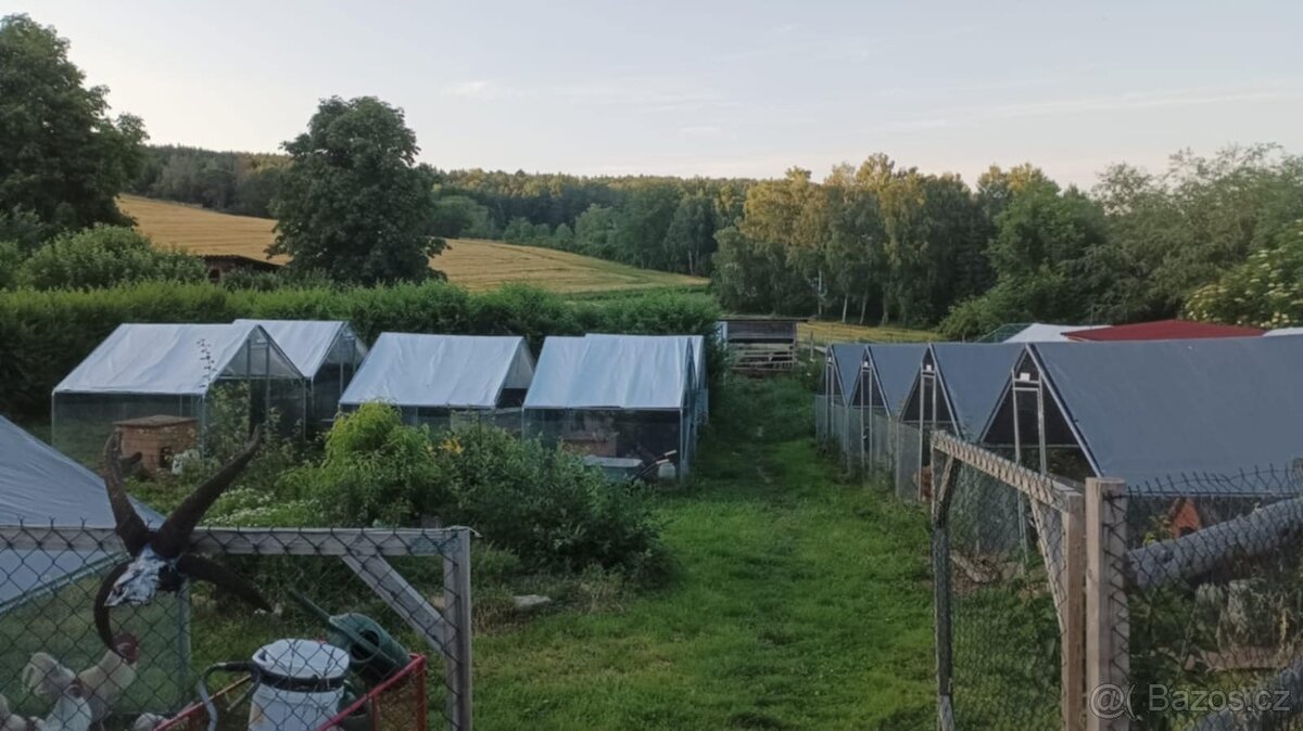 Podej kuřat 15 týdnů - BRAHMANKA ŽLUTÁ 🐓 - 12