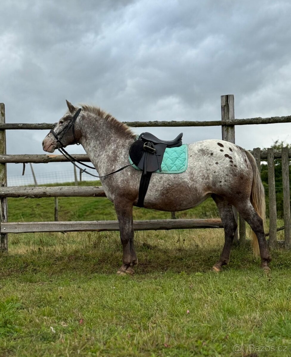 14 letá Appaloosapony - 12