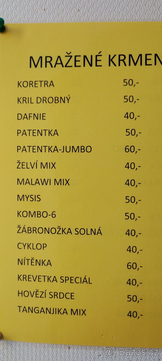 Čtverzubec trpasličí - 12