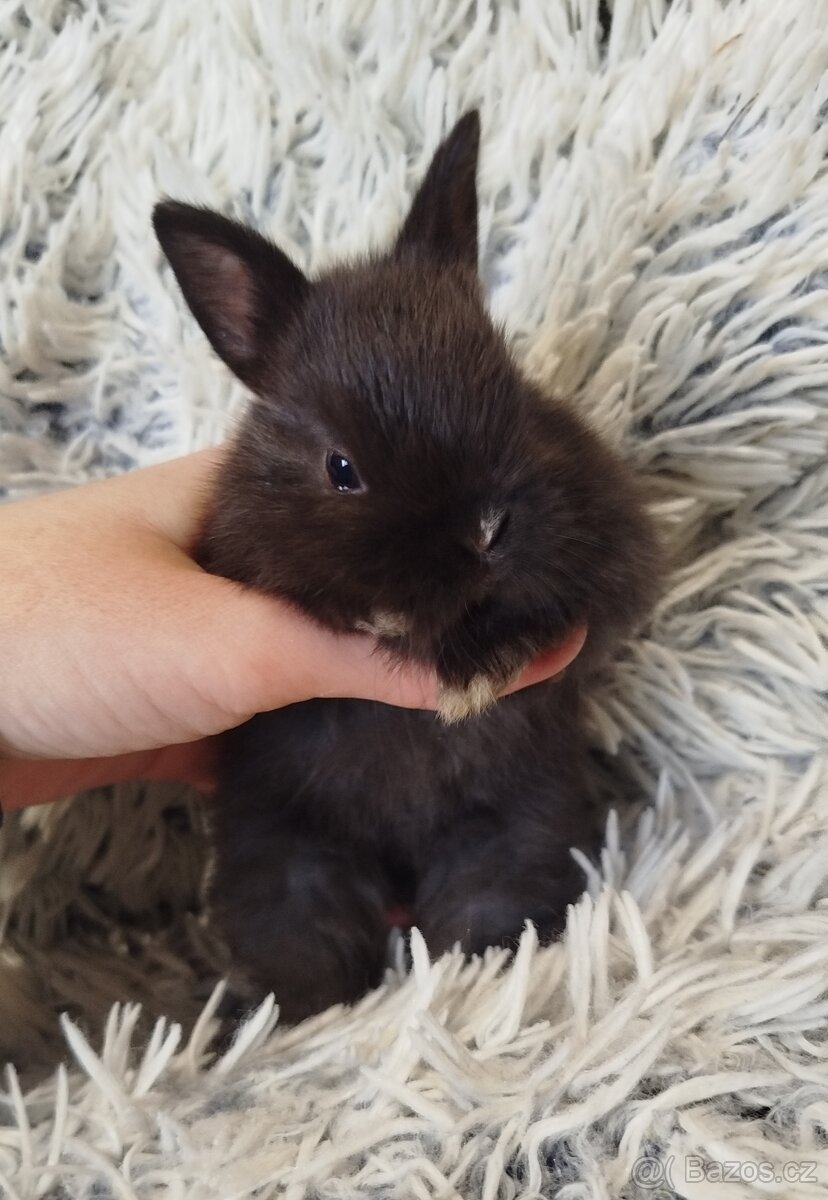 Zakrslý krátkouchý s VP - 12