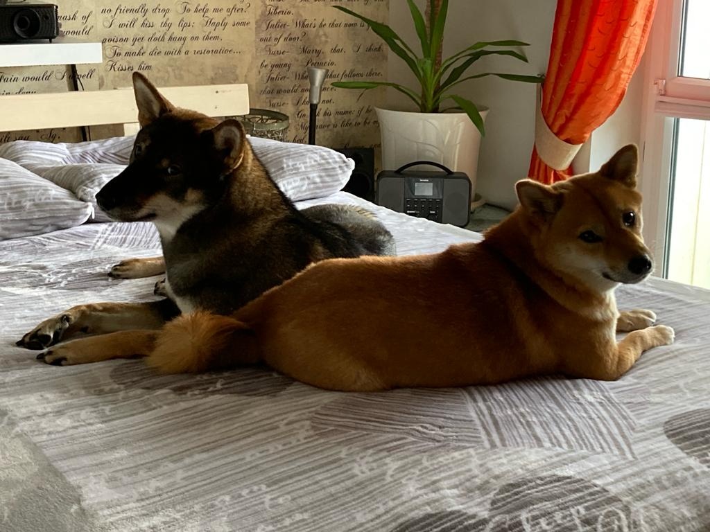 Československý vlčák - Shikoku - 12