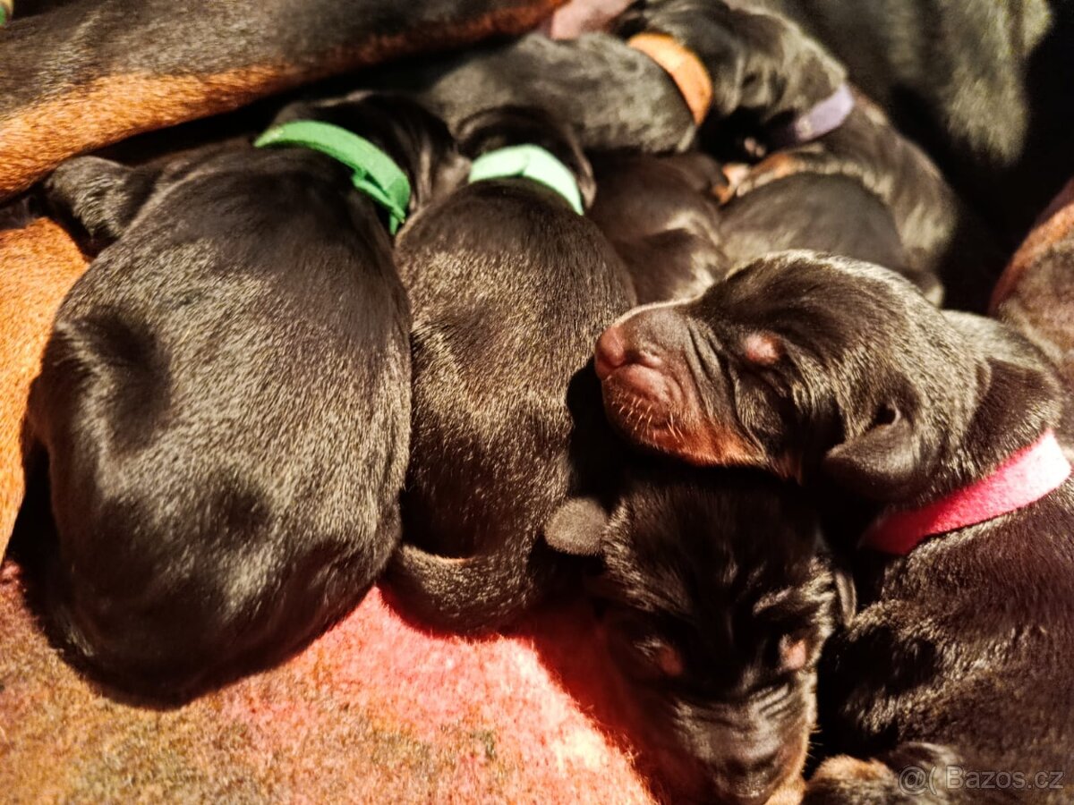 Dobrman, zdravá, krásná štěnata s PP - 12
