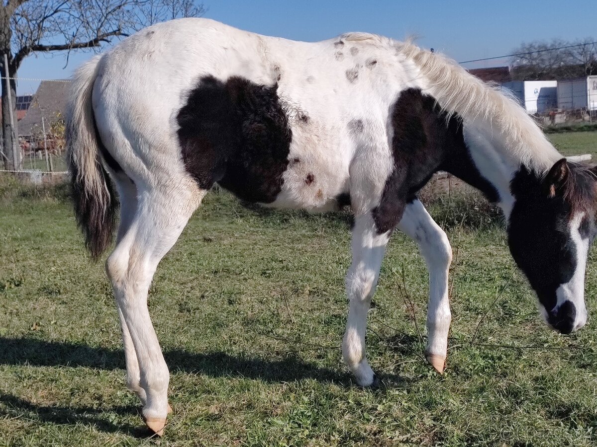připouštění kvalitnimi plemeníky PAINT HORSE-HOMOZYGOT - 12