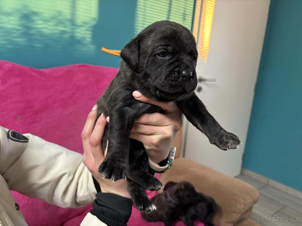 Stafordšírský bulteriér bez PP - 12