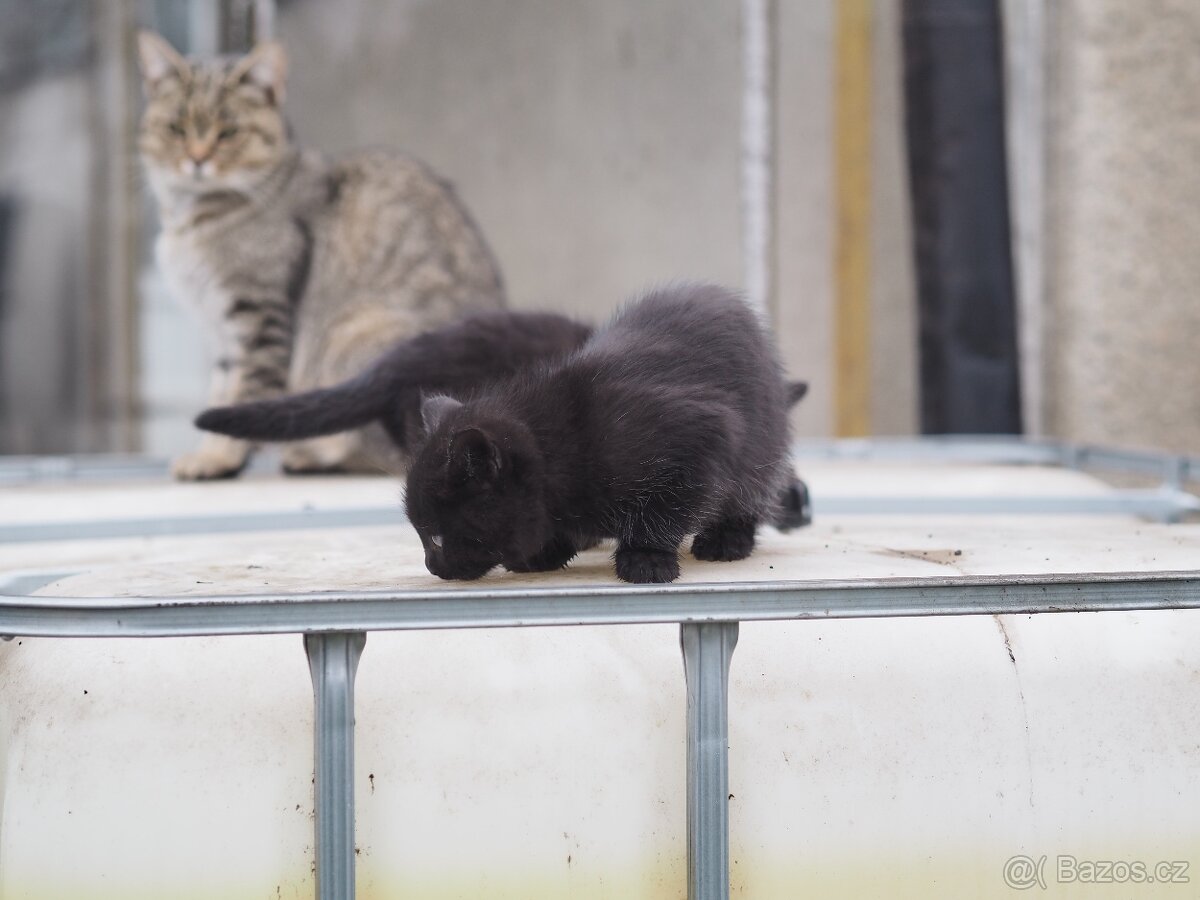 Daruji koťata - 12