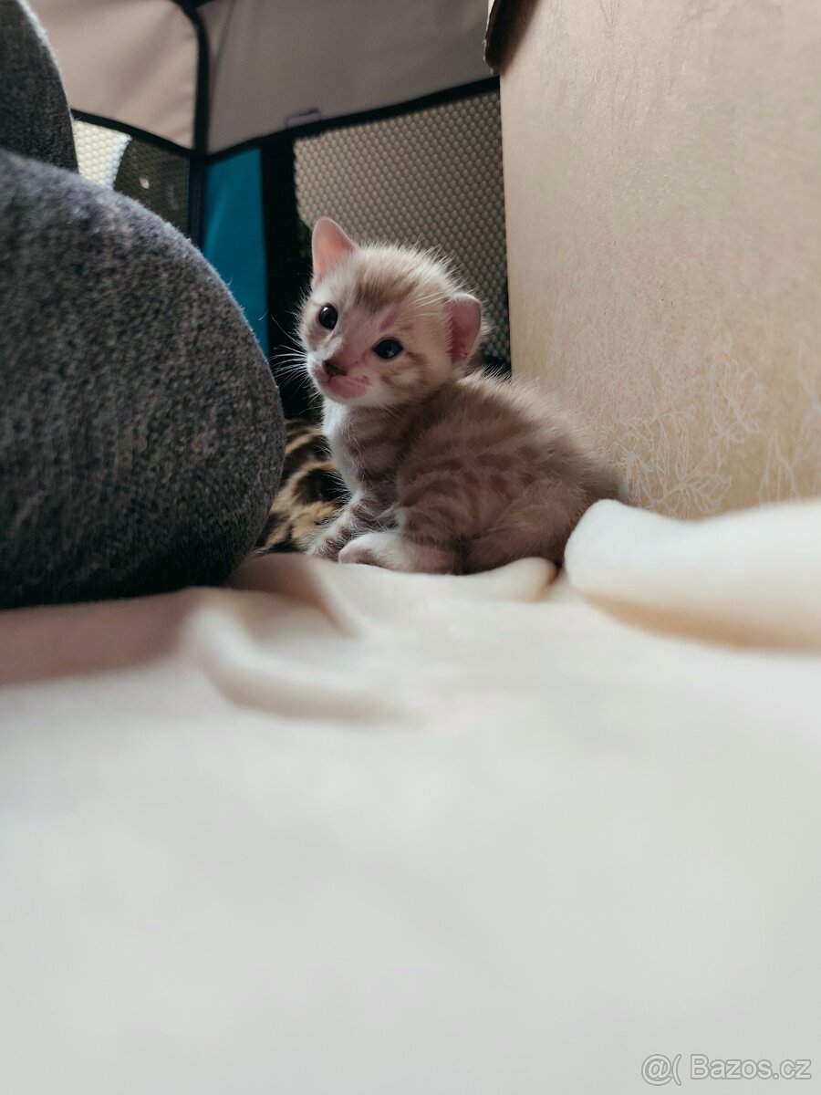Bengálský Mink kocourek s PP - 12