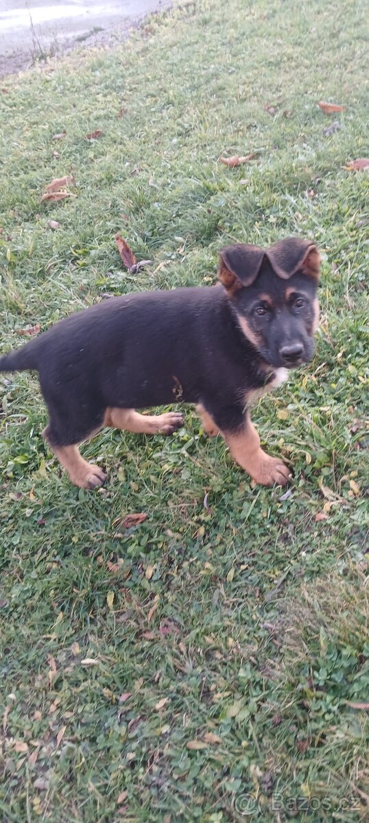 Německý ovčák-šťěně - 12