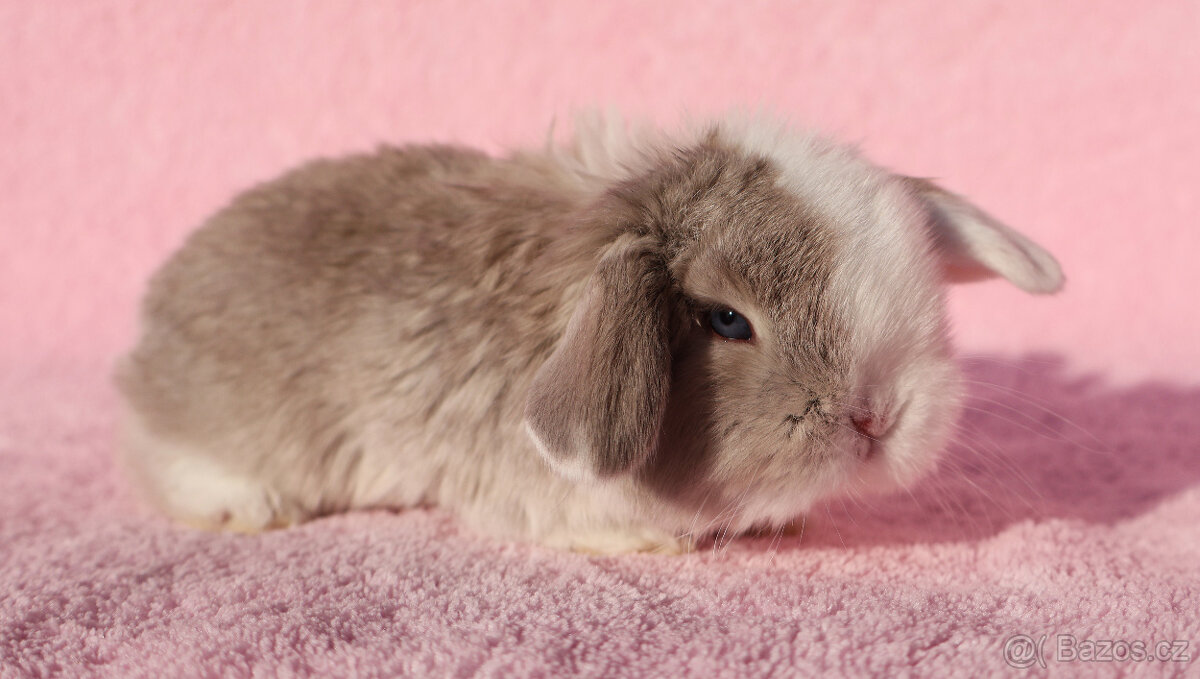 Zakrslí beránci NHD modrá očka . - 12