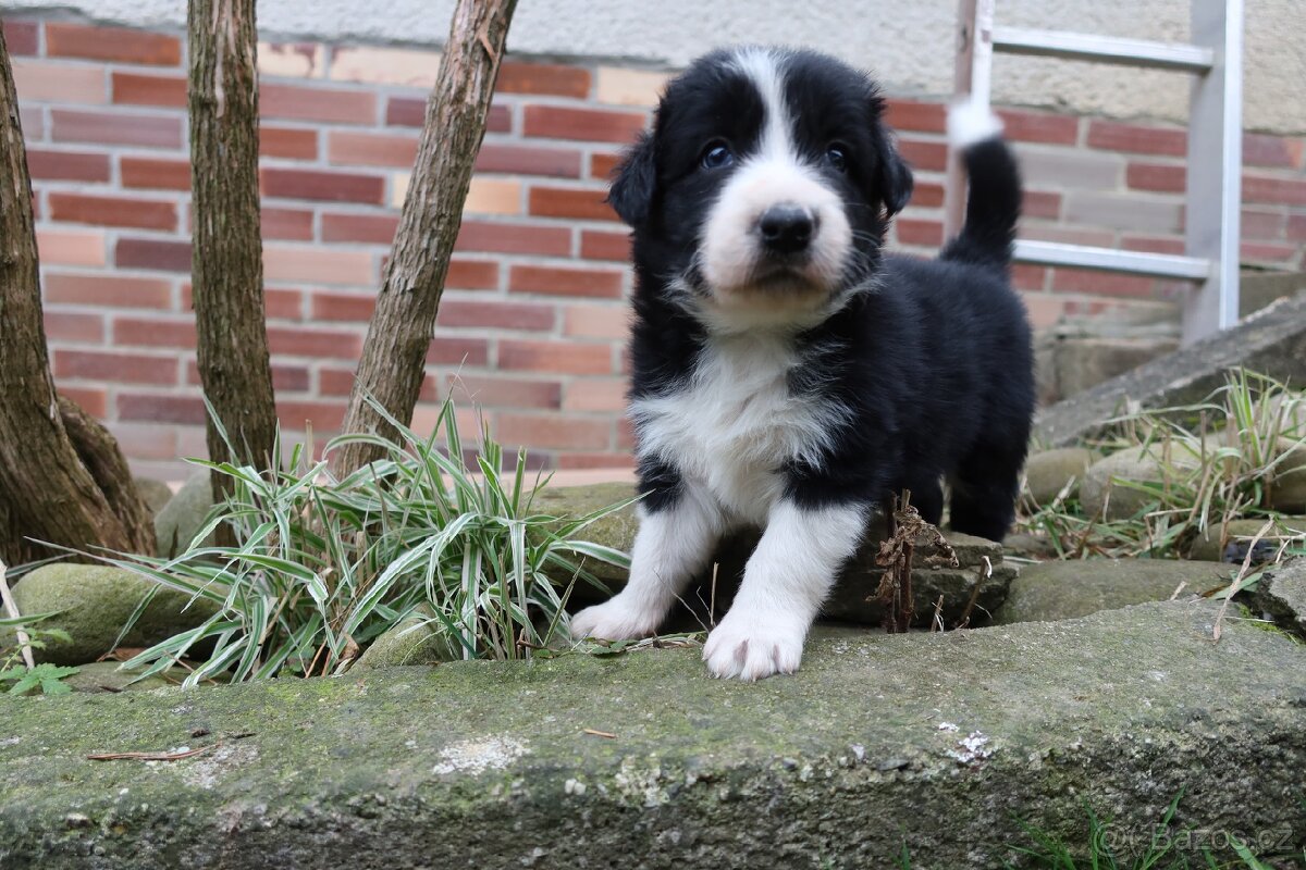Štěňata Border kolie - 12