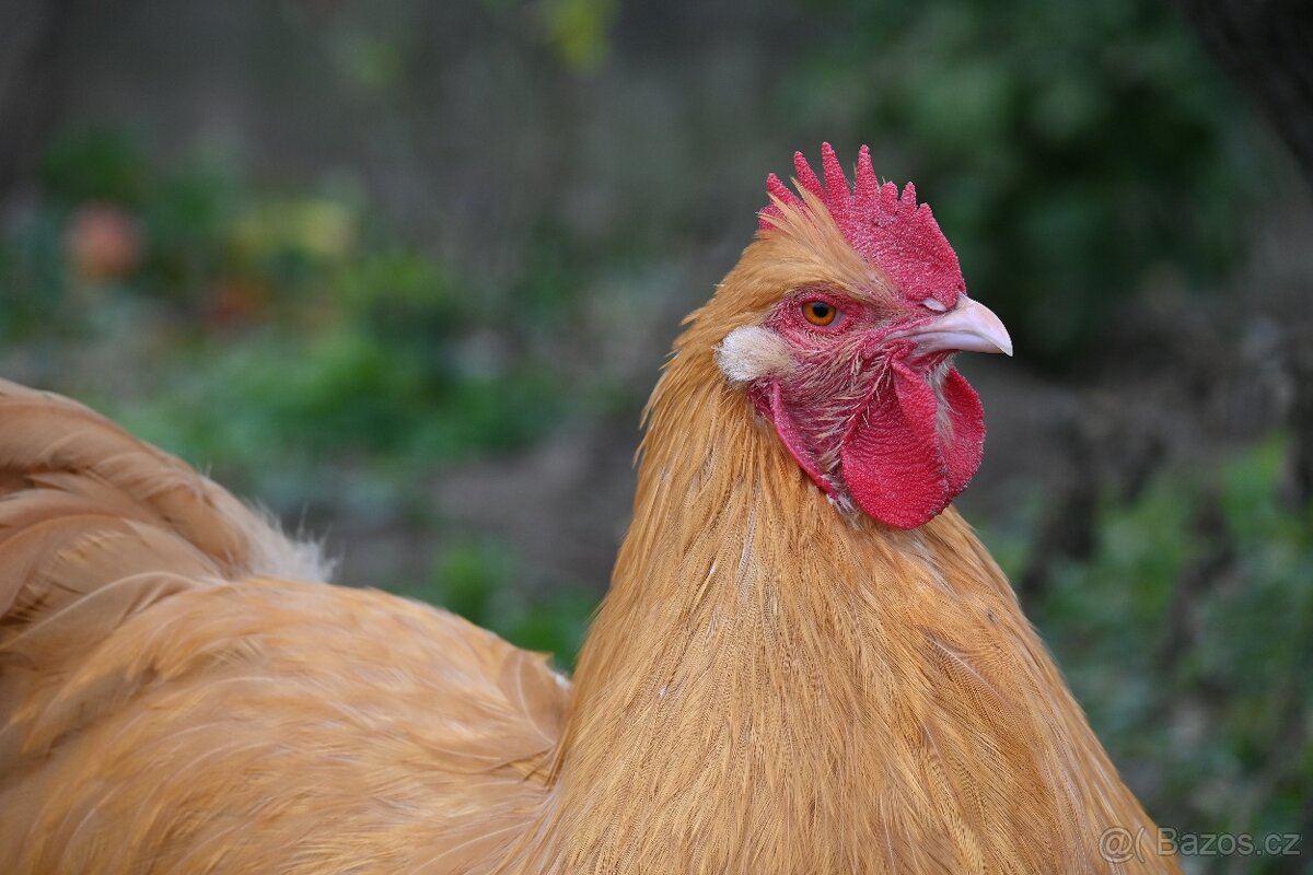 Kohouti orpingtonky - 12
