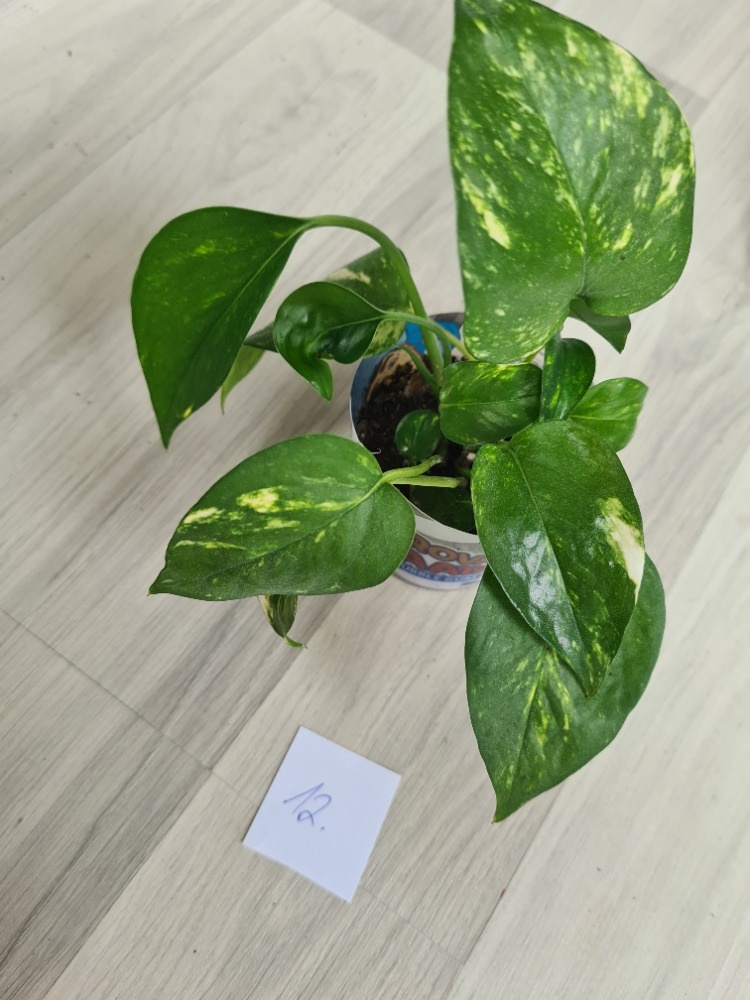 Rostliny, kytky, pokojovky - 12