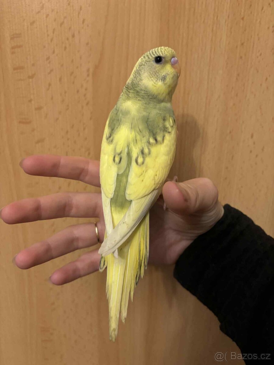 Prodám mladé andulky po vylétnutí z budky - 12