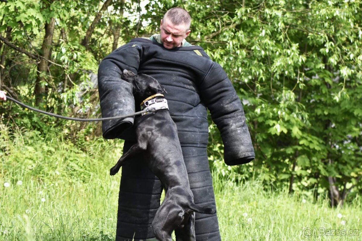 Dobrman x APBT,bandog,ast,bullherder - 12