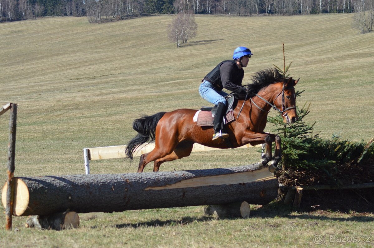 Prodám valacha A1/1 - 12