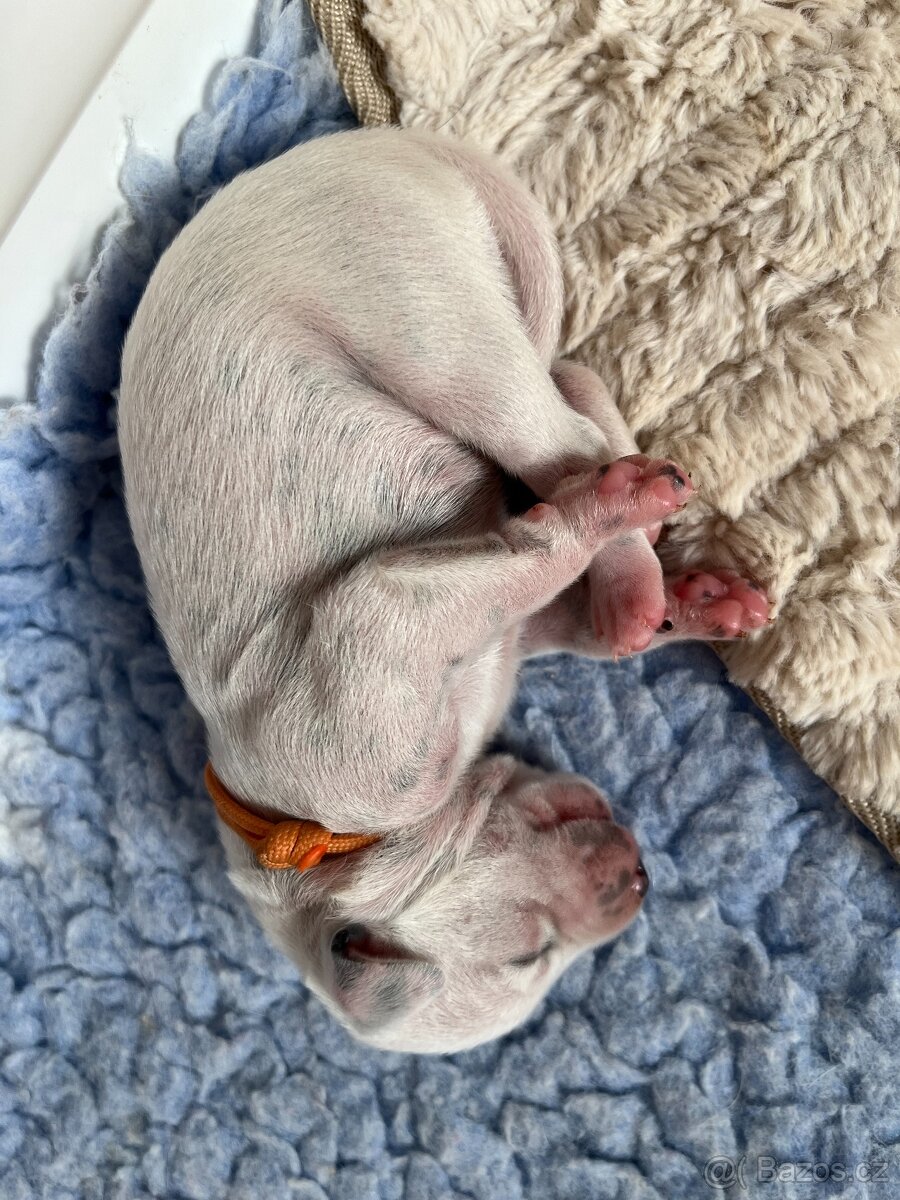 Dalmatin štěně s PP - 12