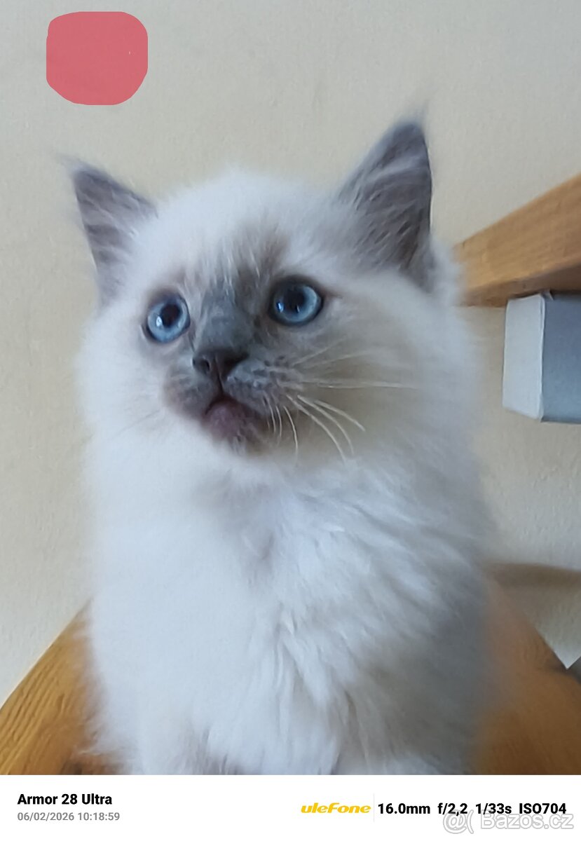 Koťata Ragdoll - 12