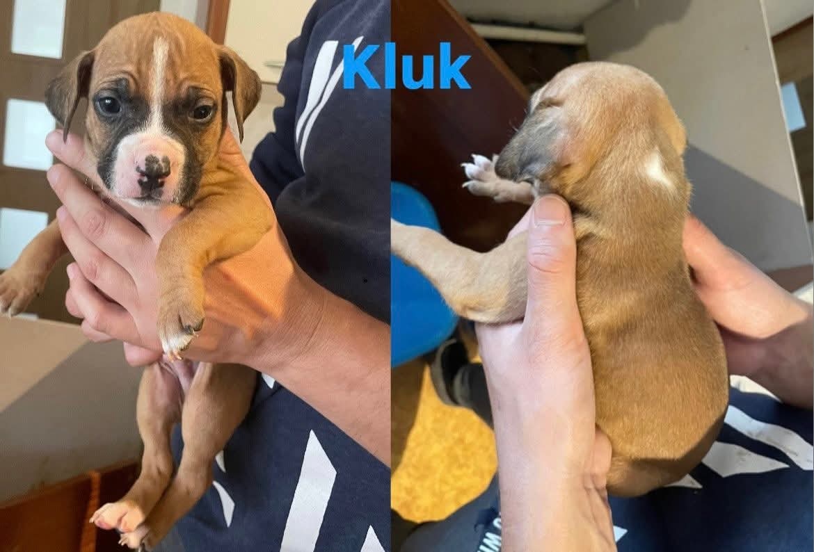 Americký stafordšírský teriér - 12