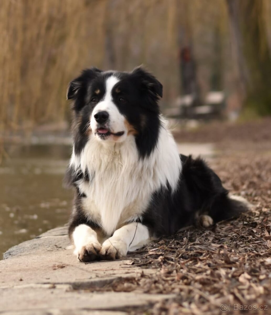 Štěňata Border Kolie s PP - 12