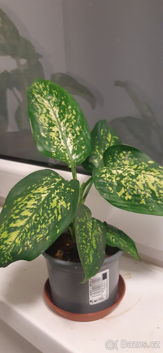 Prodám pokojové rostliny - 12