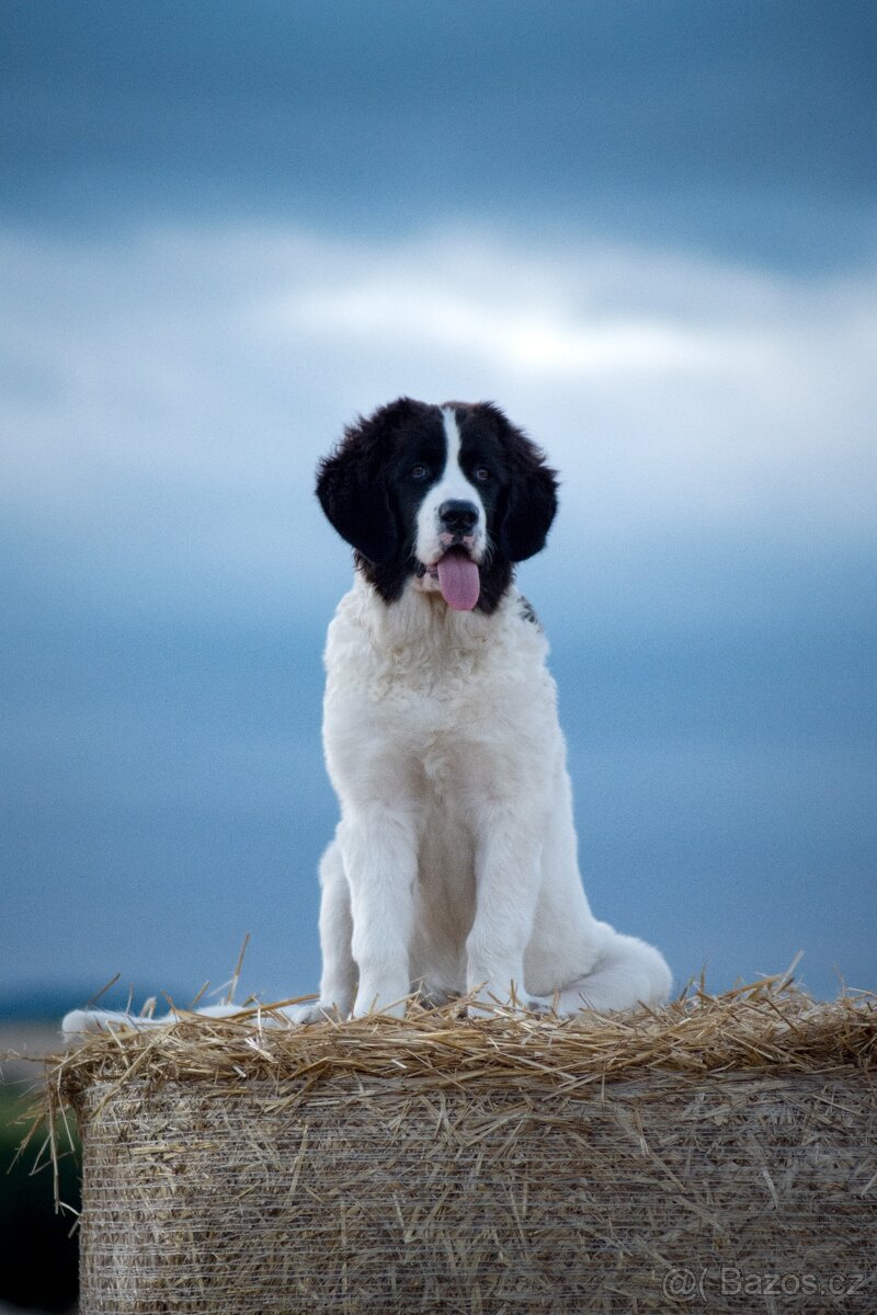 Landseer - štěňata s PP - 12