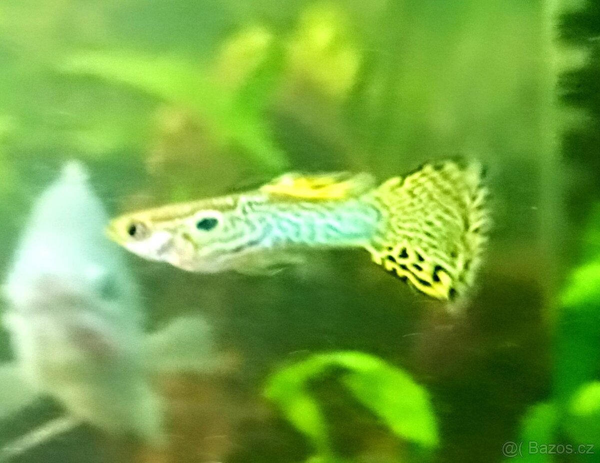 Paví očka Guppky Prachaticko - 12