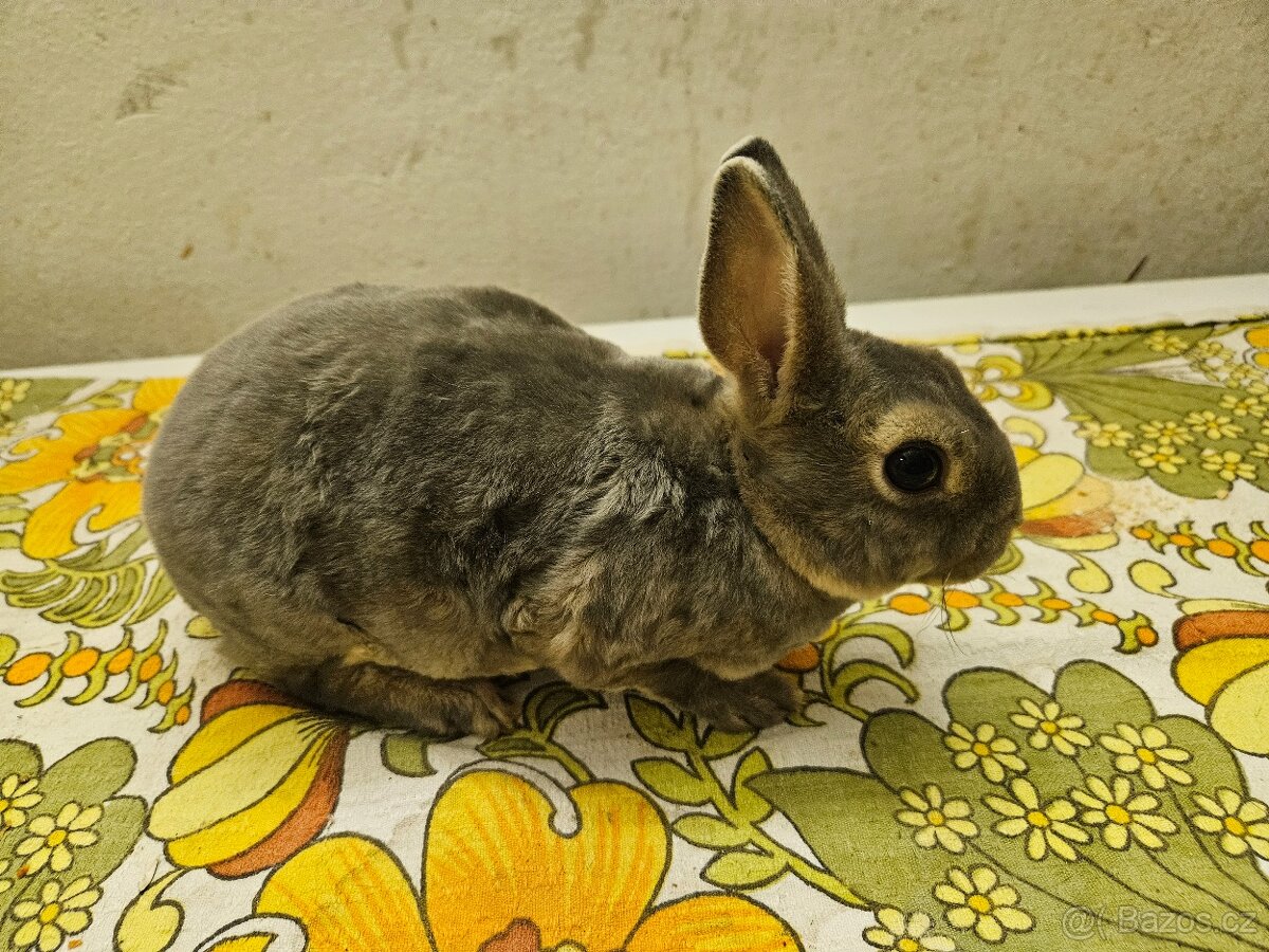 Zakrslý králíček - 12