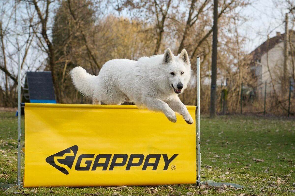 Bílý švýcarský ovčák - 12