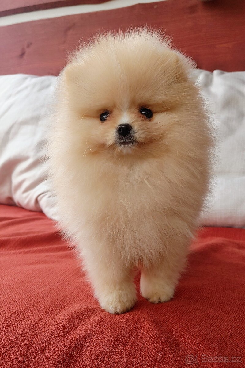 Pomeranian s PP ke KRYTÍ - krémový (žádný prodej) - 12