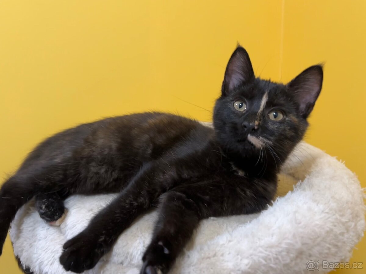 Mainská křížená koťátka - 12