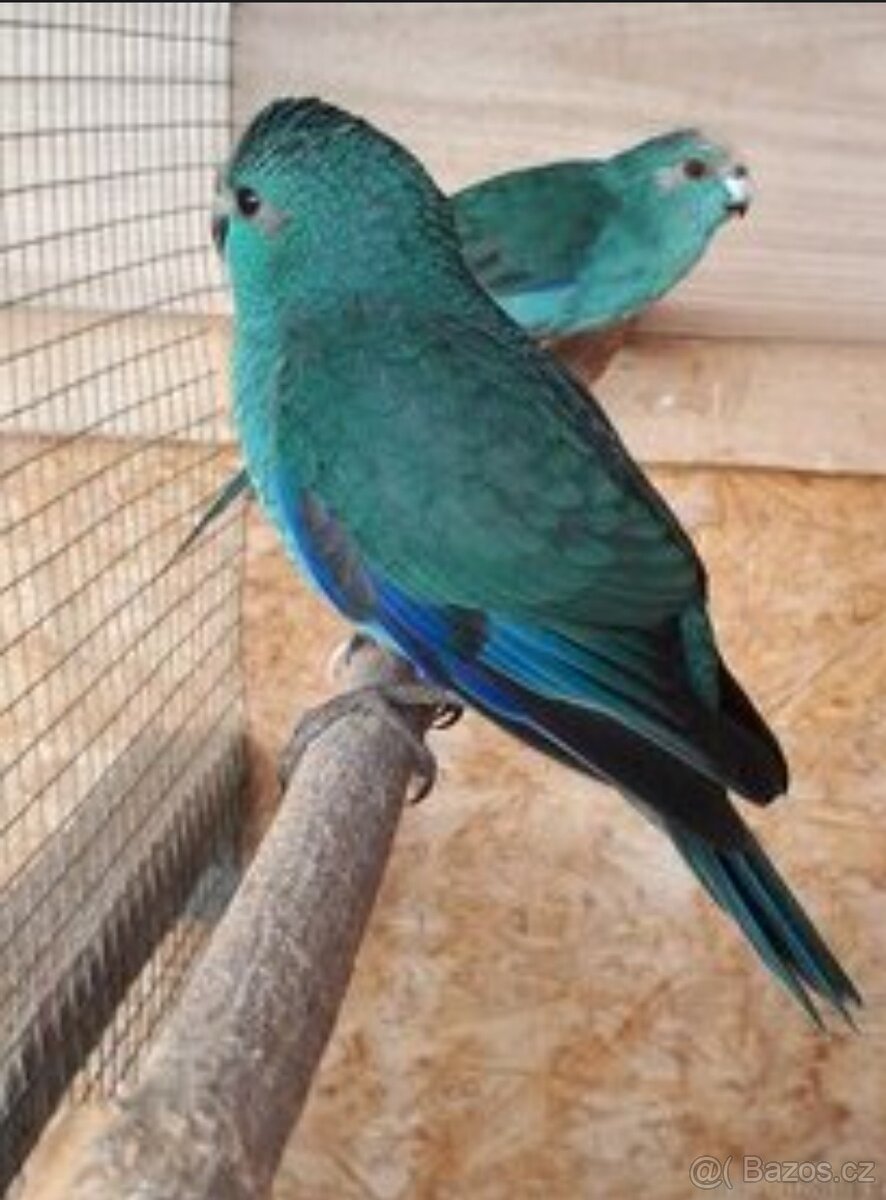 Austrália odcervenie S76 - 12