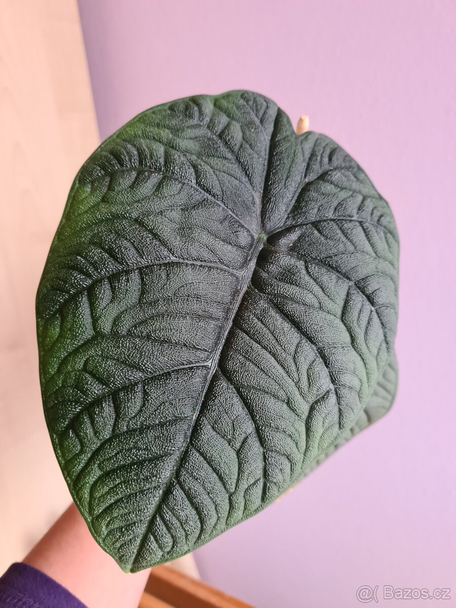 Alocasie - hlízy, rostliny - 12