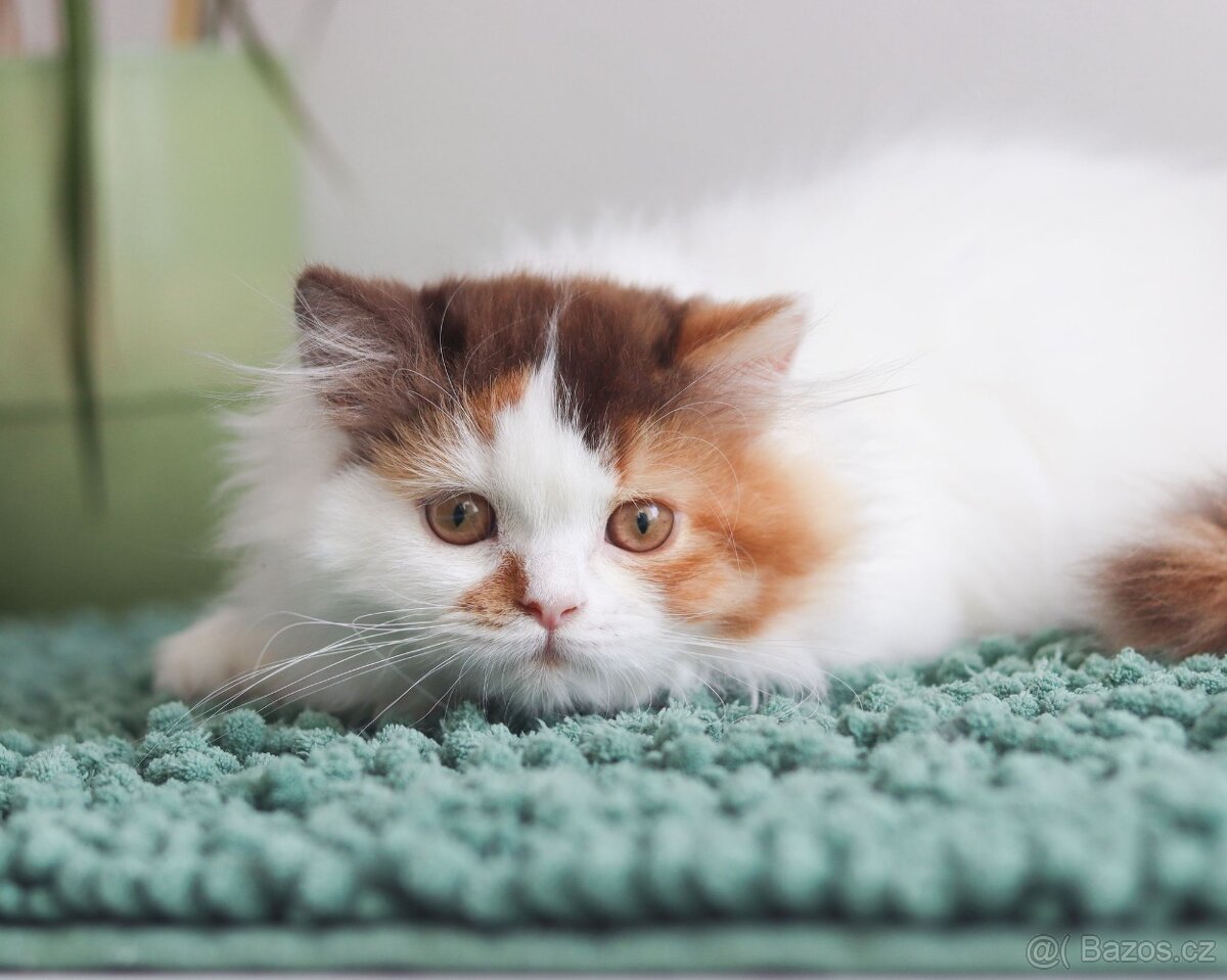 Britská koťátka s PP právě k odběru. - 12