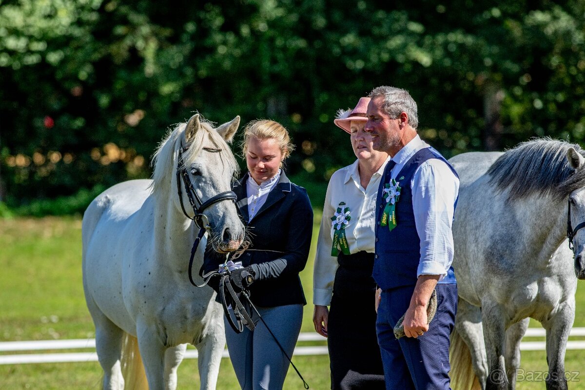 Líbivá connemara klisna do sportu - 12