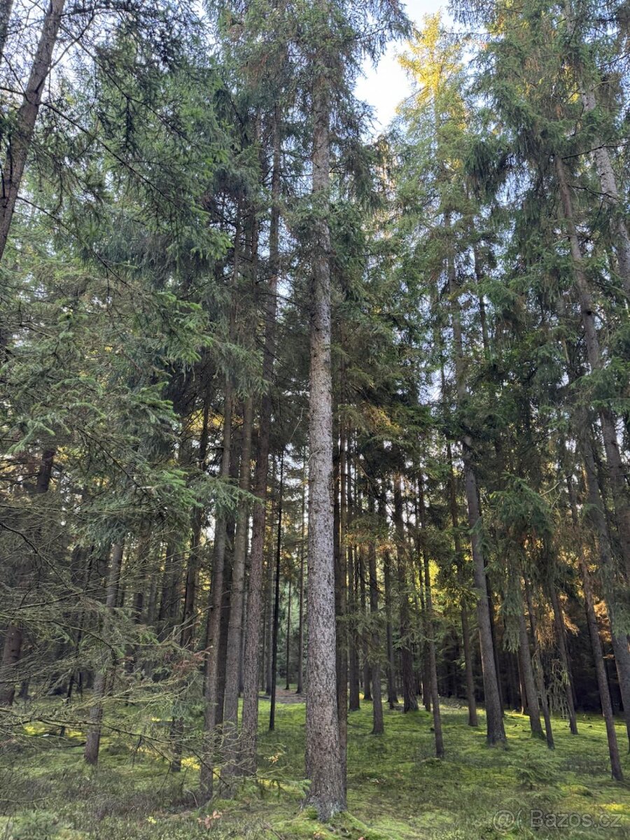 Prodej lesního pozemku k.ú. Havlovice - 12